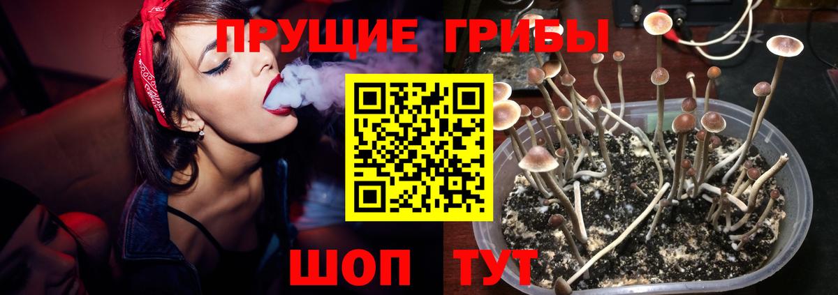 Псилоцибиновые грибы Psilocybe Карачаевск